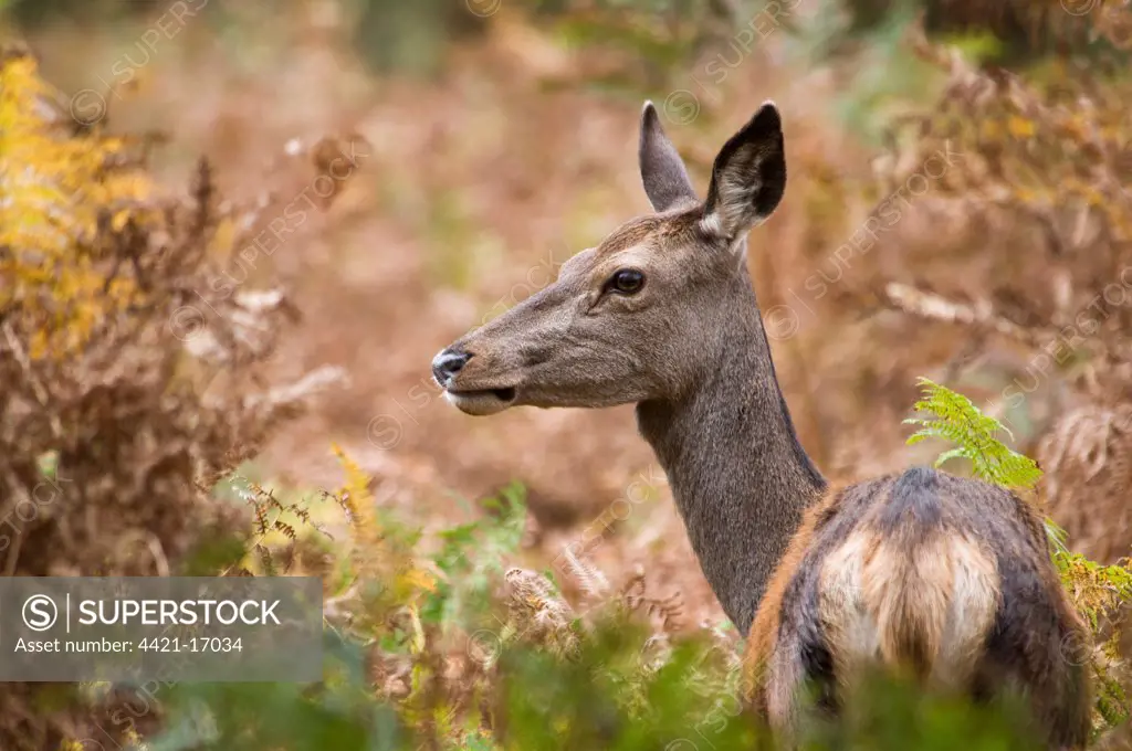 Red Deer (Cervus elaphus) hind, standing amongst bracken, Richmond Park, London, England, october