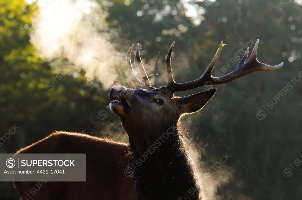 Red Deer (Cervus elaphus) stag, close-up of head, in flehmen, with breath condensing, Richmond Park, London, England, october