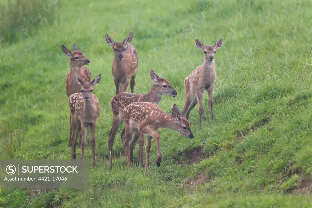 Red Deer (Cervus elaphus) six calves, creche standing in meadow, Suffolk, England, june