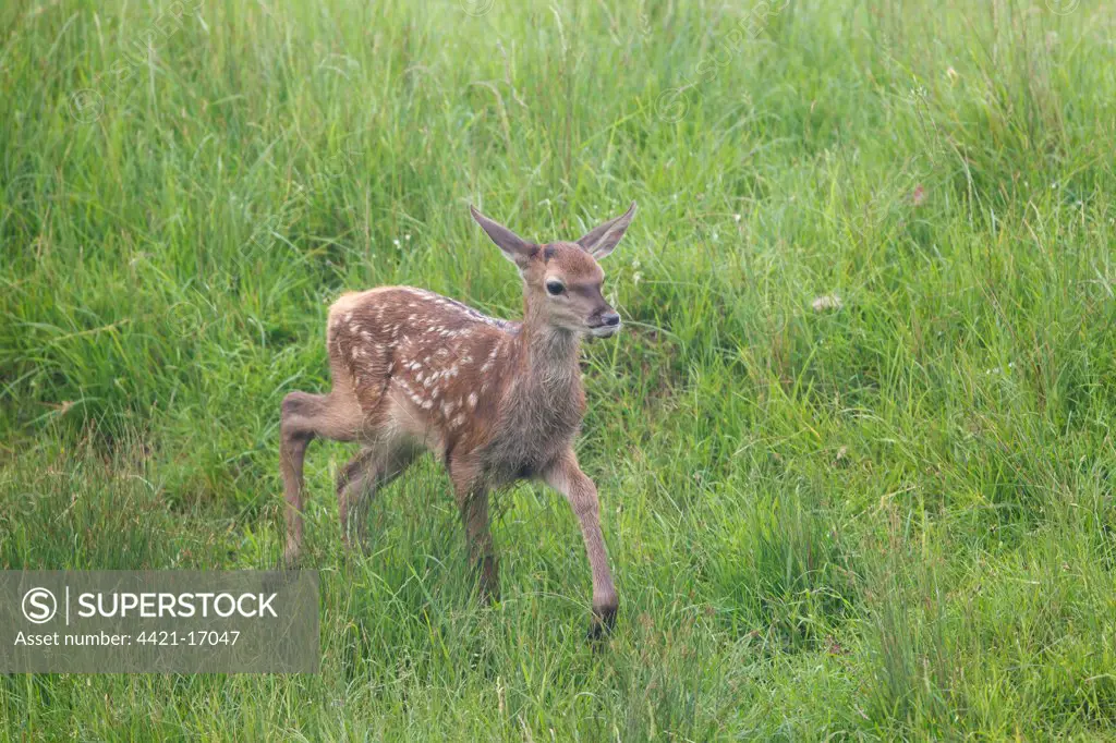 Red Deer (Cervus elaphus) calf, walking in meadow, Suffolk, England, june