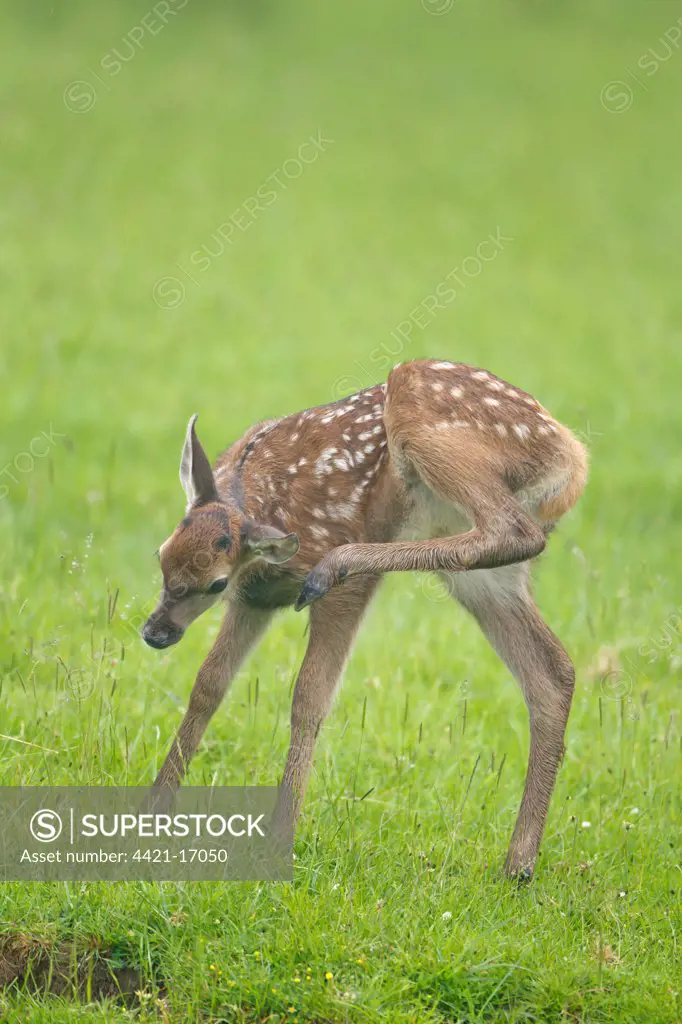 Red Deer (Cervus elaphus) calf, scratching ear with back foot, standing in meadow, Suffolk, England, june