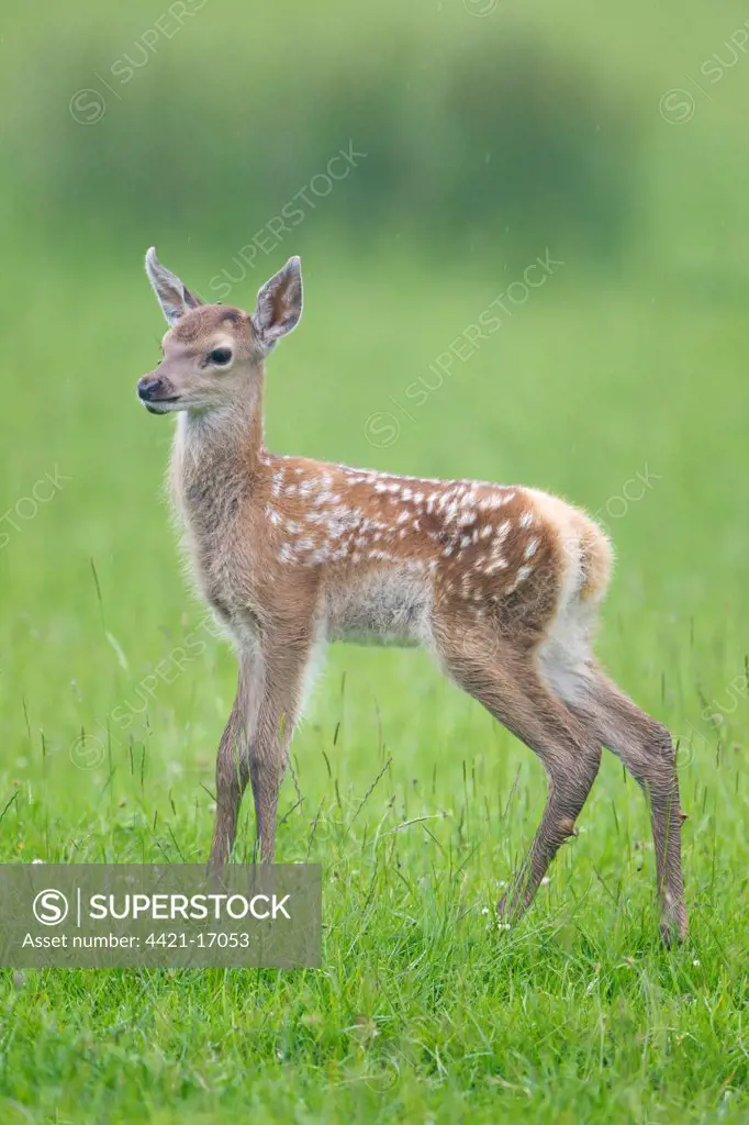 Red Deer (Cervus elaphus) calf, standing in meadow, Suffolk, England, june