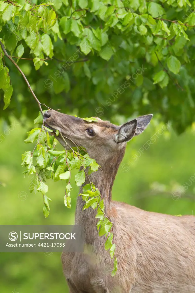 Red Deer (Cervus elaphus) hind, close-up of head and neck, browsing on tree leaves, Minsmere RSPB Reserve, Suffolk, England, may