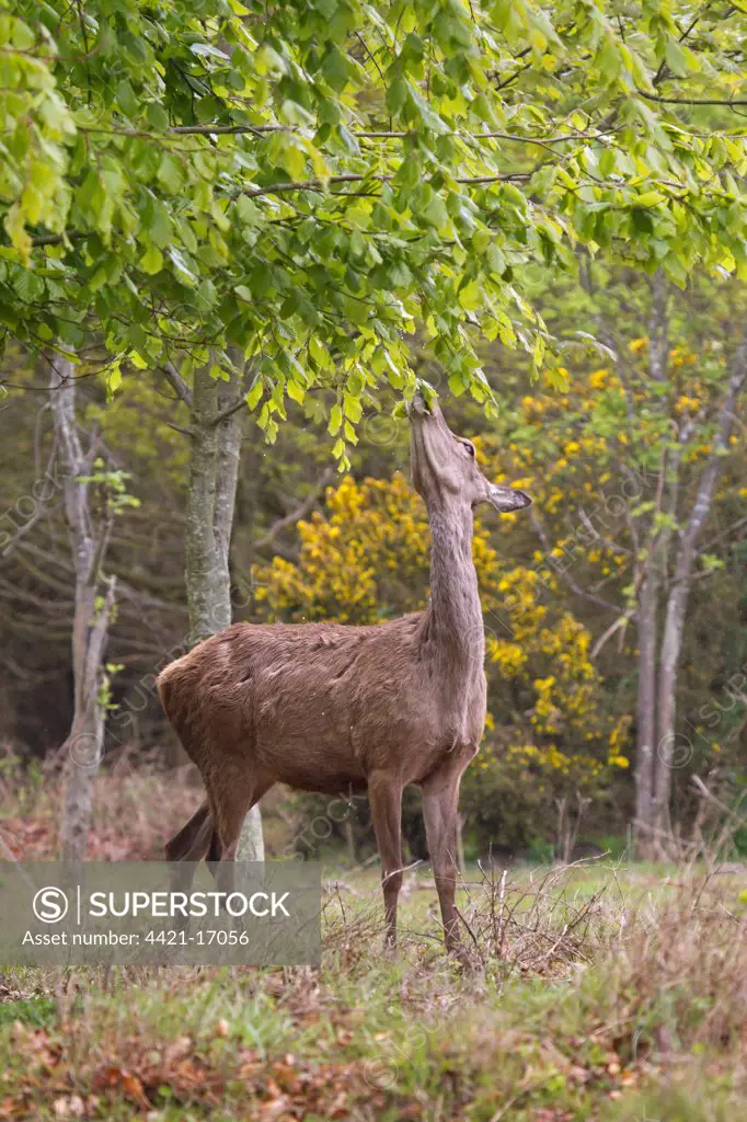 Red Deer (Cervus elaphus) hind, browsing on tree leaves, Minsmere RSPB Reserve, Suffolk, England, may