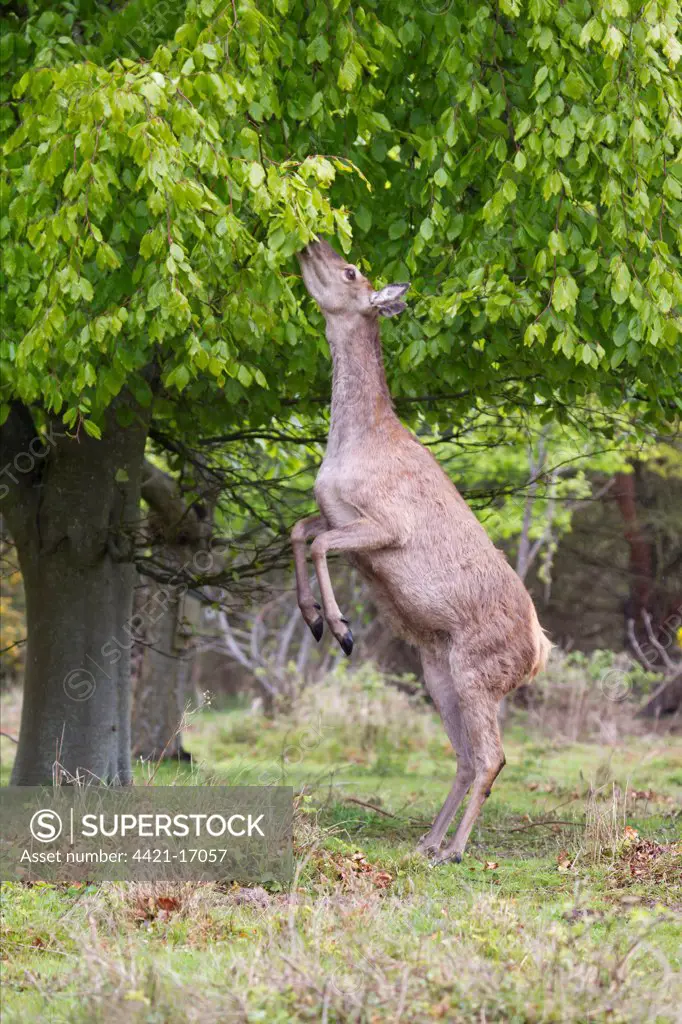 Red Deer (Cervus elaphus) hind, standing on back legs to browse on tree leaves, Minsmere RSPB Reserve, Suffolk, England, may
