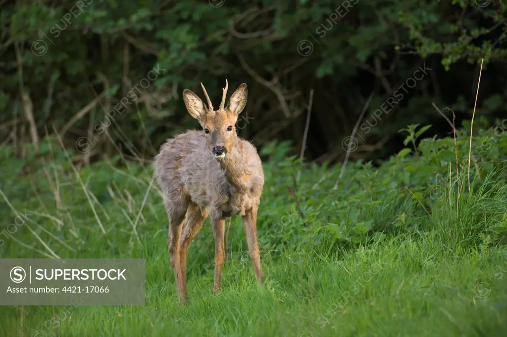 Roe Deer (Capreolus capreolus) immature buck, standing at edge of fallow field, Oxfordshire, England