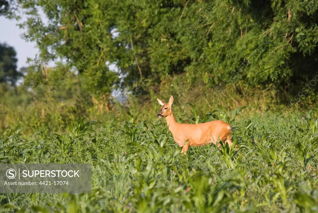 Roe Deer (Capreolus capreolus) doe, standing in maize gamebird cover crop, in morning sunshine, Oxfordshire, England