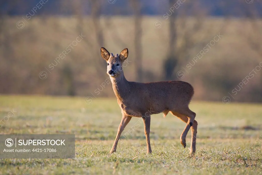 Roe Deer (Capreolus capreolus) young buck, walking in frosty field, Oxfordshire, England, january