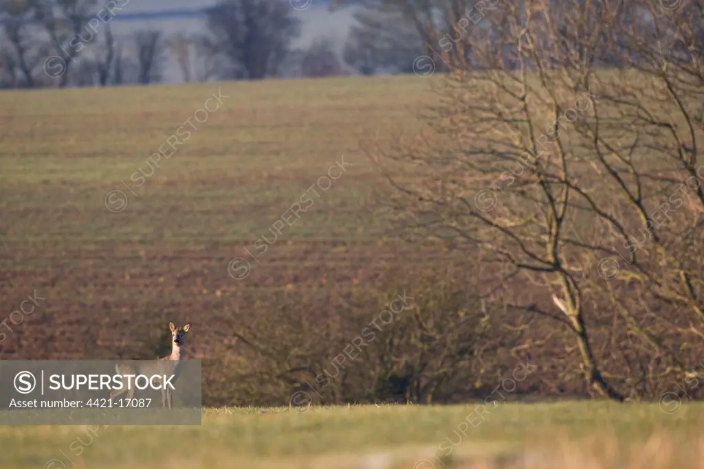 Roe Deer (Capreolus capreolus) young buck, standing alert in early morning sunshine, in winter wheat field, Oxfordshire, England, january
