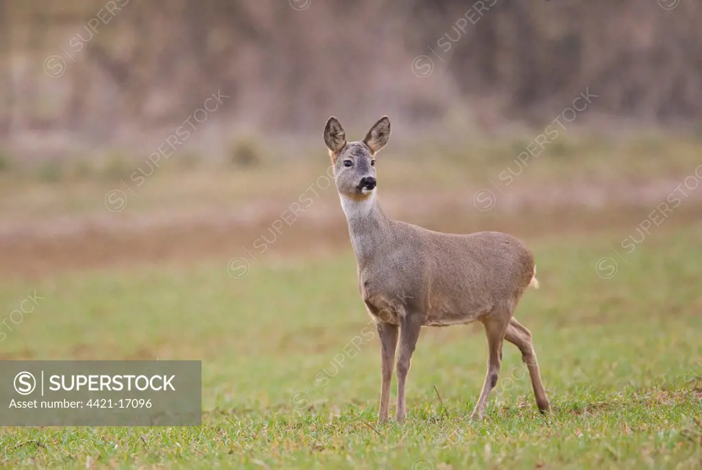 Roe Deer (Capreolus capreolus) doe, standing at edge of arable field, Oxfordshire, England, march