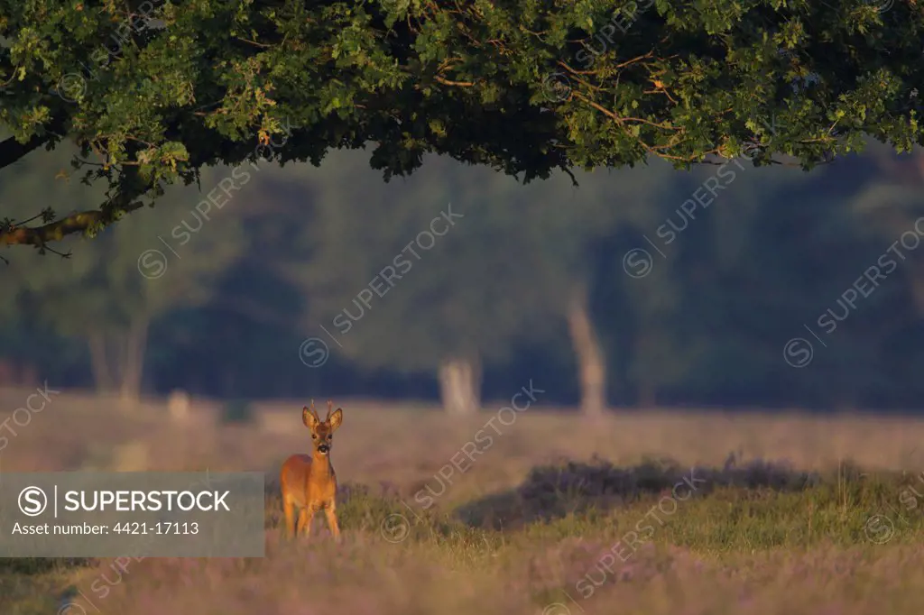 Roe Deer (Capreolus capreolus) buck, standing under oak tree, in heathland at edge of woodland, Netherlands, august