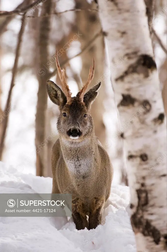 Western Roe Deer (Capreolus capreolus) buck, standing in snow amongst trees, Caucasus Mountains, Georgia, april
