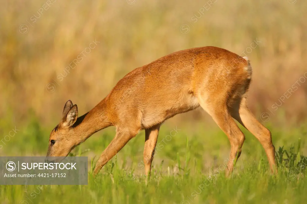 Western Roe Deer (Capreolus capreolus) doe, feeding in set-aside field, Norfolk, England, july