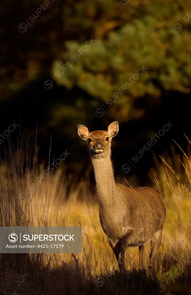 Sika Deer (Cervus nippon) introduced species, hind, in evening sunlight of woodland clearing, Arne RSPB Reserve, Dorset, England, autumn