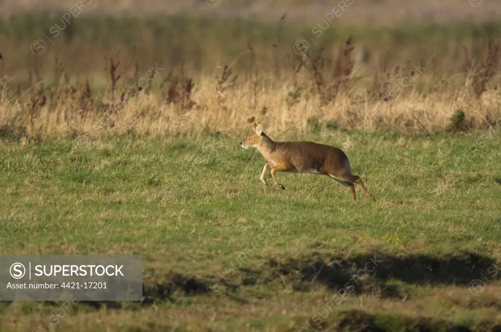 Chinese Water Deer (Hydropotes inermis) introduced species, adult male, running, Norfolk, England