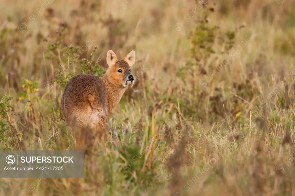 Chinese Water Deer (Hydropotes inermis) introduced species, adult male, standing amongst vegetation, The Broads N.P., Norfolk, England
