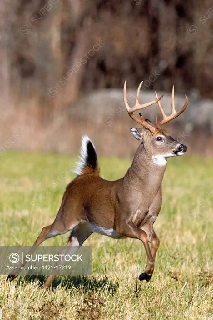 White-tailed Deer (Odocoileus virginianus) buck, running, U.S.A.