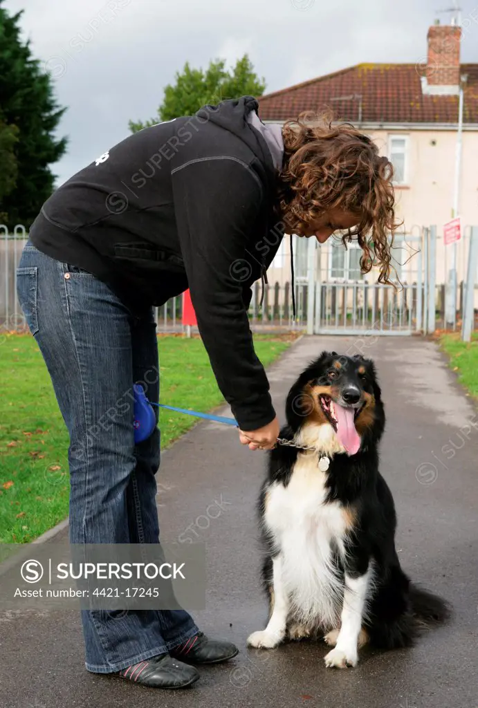 Domestic Dog, Border Collie, having lead put on by woman owner in park, Gosport, Hampshire, England