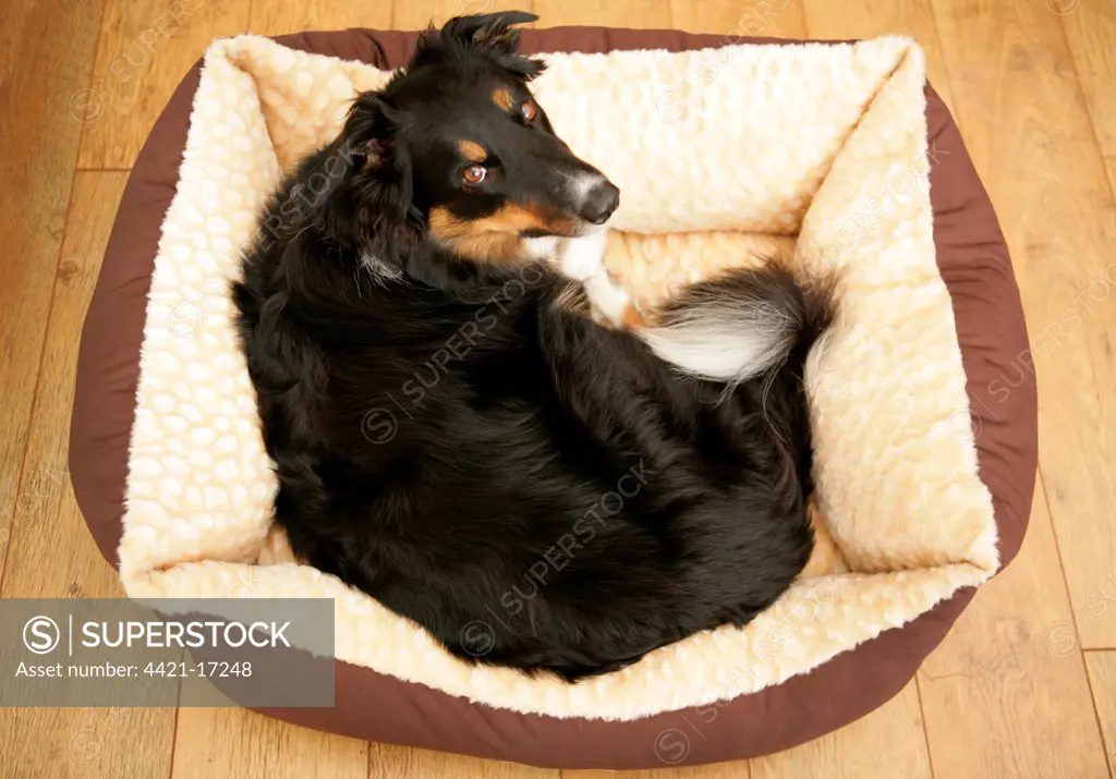 Domestic Dog, Border Collie, adult male, resting indoors on bed, England