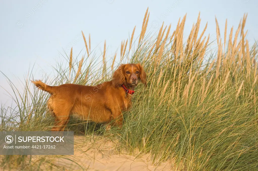 Domestic Dog, adult, standing amongst Marram Grass (Ammophila arenaria) on sand dunes, Norfolk, England, winter