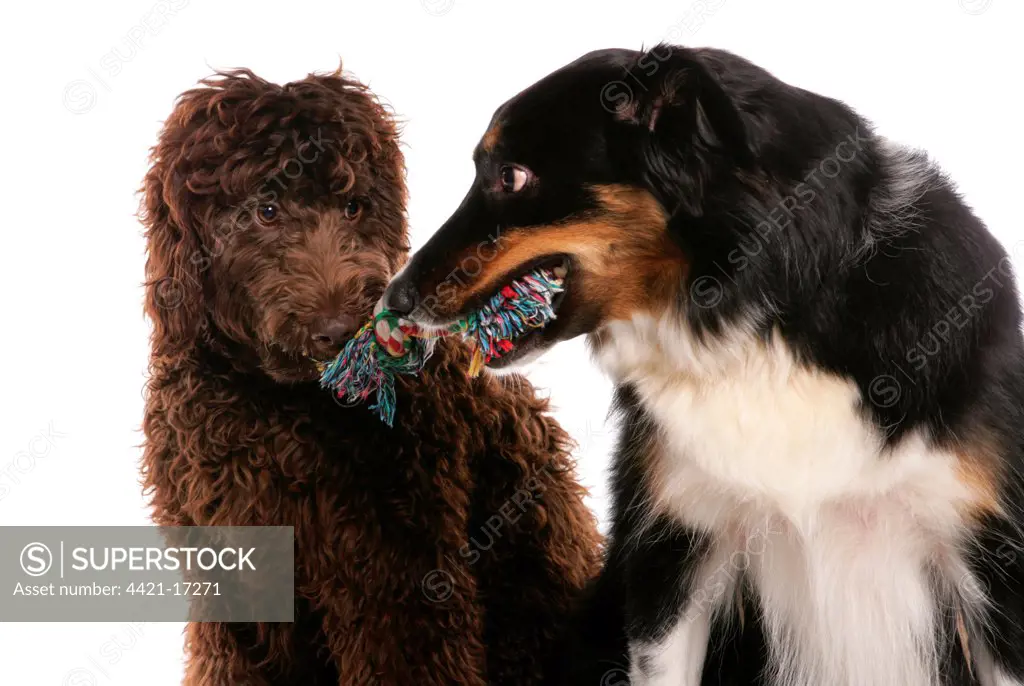 Domestic Dog, Border Collie, adult male, and Labradoodle, young female, playing tug-of-war with rag toy