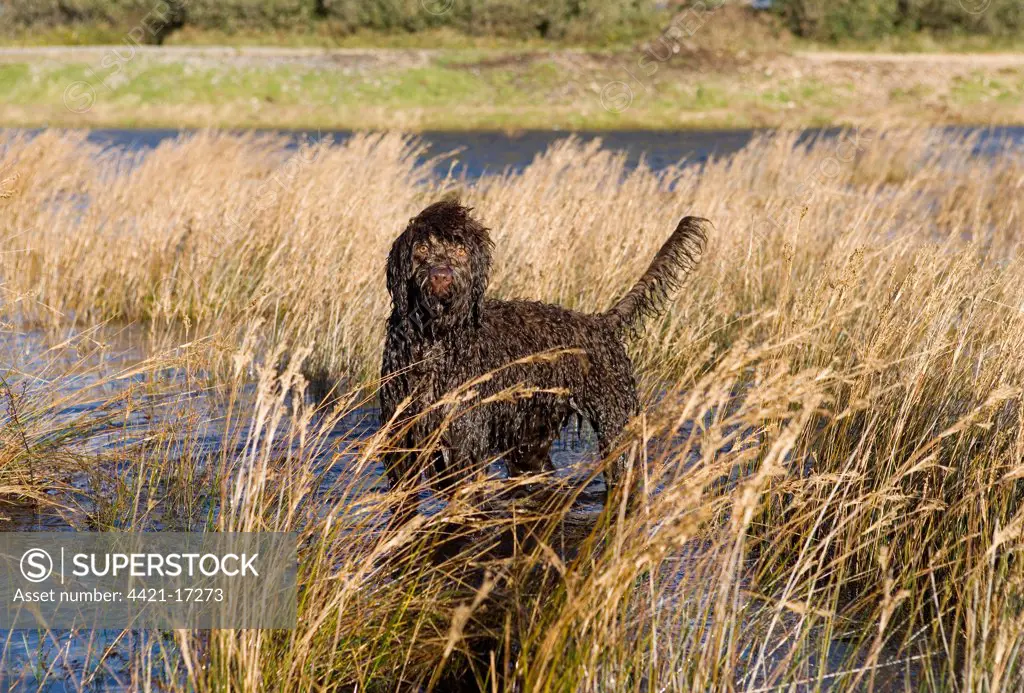 Domestic Dog, Labradoodle, young female, playing in water, Gosport, Hampshire, England, autumn