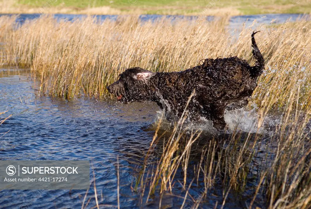 Domestic Dog, Labradoodle, young female, playing in water, Gosport, Hampshire, England, autumn