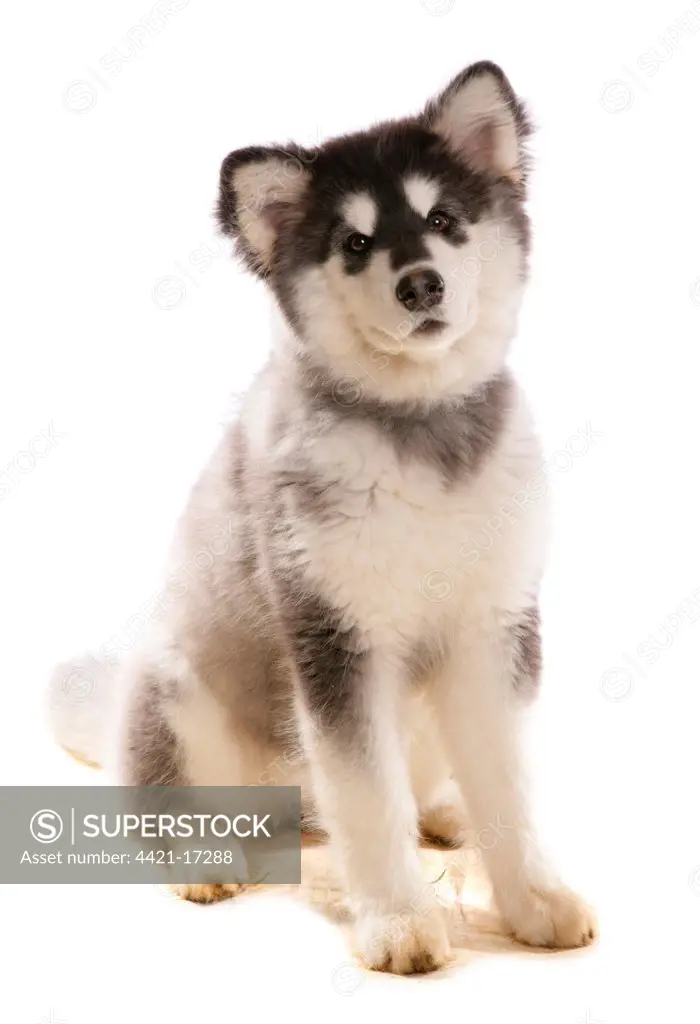 Domestic Dog, Alaskan Malamute, puppy, sitting