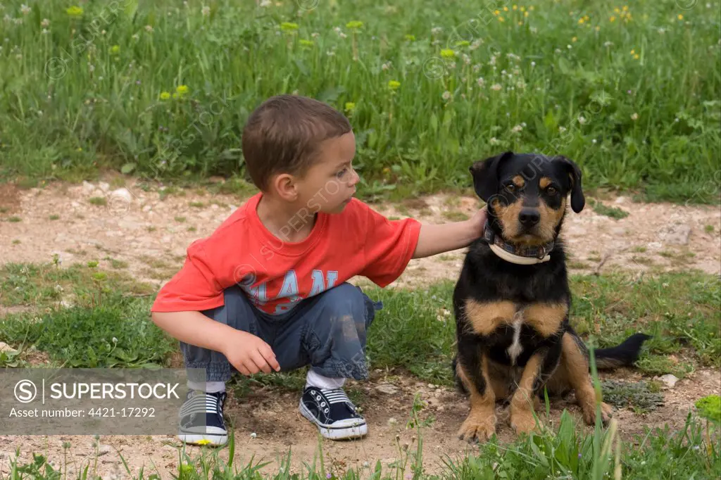 Domestic Dog, mongrel, adult female, with toddler stroking neck, Spain, april