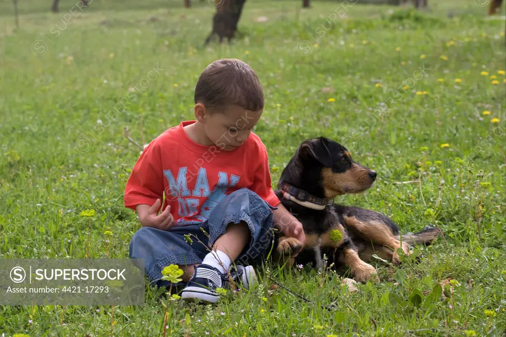 Domestic Dog, mongrel, adult female, with toddler playing with paw, Spain, april