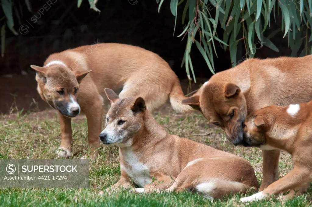 Domestic Dog, New Guinea Singing Dog (Canis familiaris hallstromi) adults, interacting