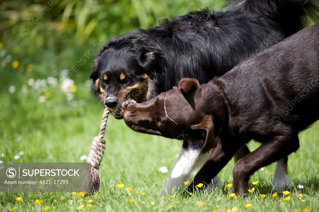 Domestic Dog, Border Collie, adult male, with Chocolate Labrador Retriever, puppy, playing tug-of-war with rope in garden, Portesham, Dorset, England, june