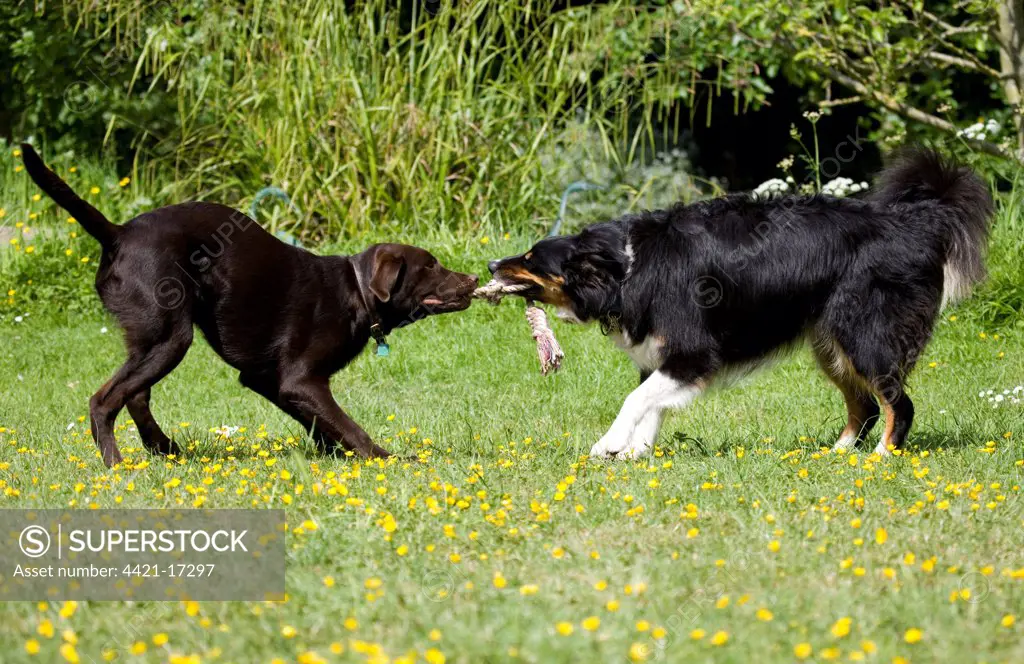 Domestic Dog, Border Collie, adult male, with Chocolate Labrador Retriever, puppy, playing tug-of-war with rope in garden, Portesham, Dorset, England, june