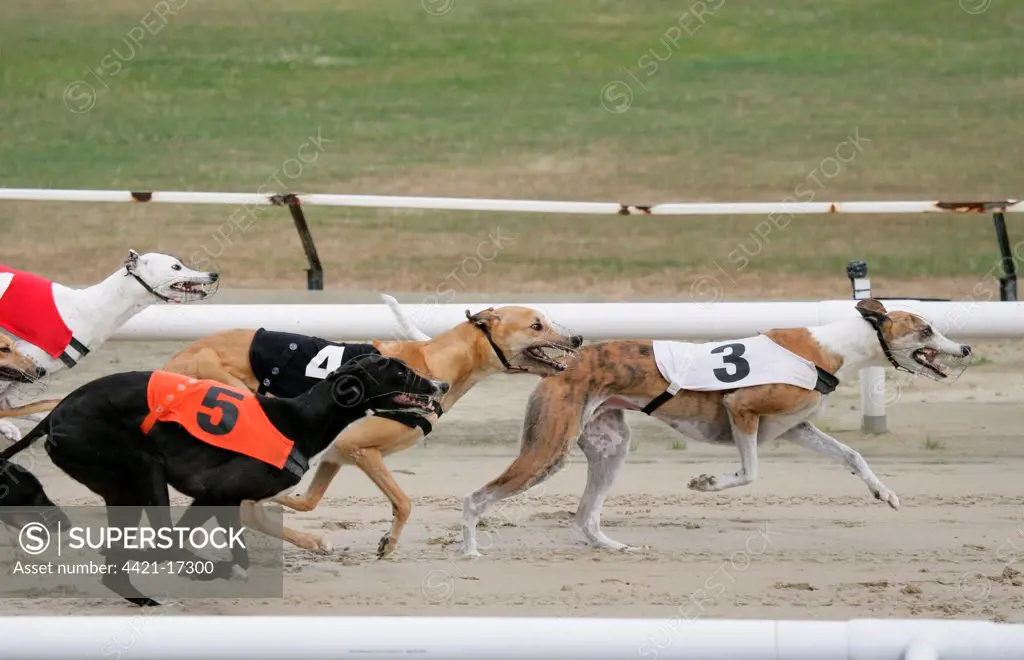Domestic Dog, Greyhound, adults, racing at track, England, july