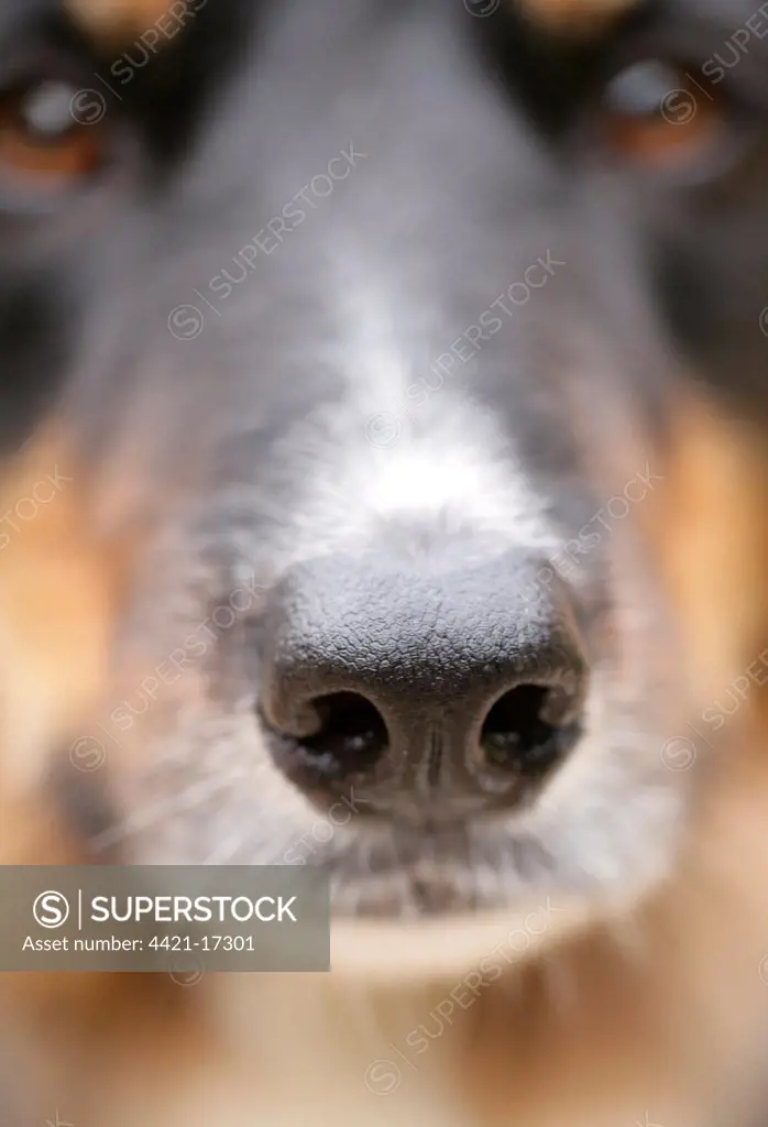 Domestic Dog, Border Collie, adult male, close-up of nose, England, july