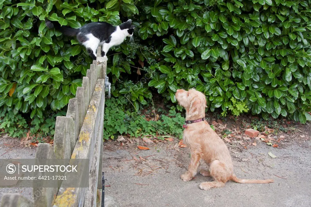 Domestic Dog, Wire-haired Hungarian Vizsla, female puppy, chasing Domestic Cat, standing on fence, England, october