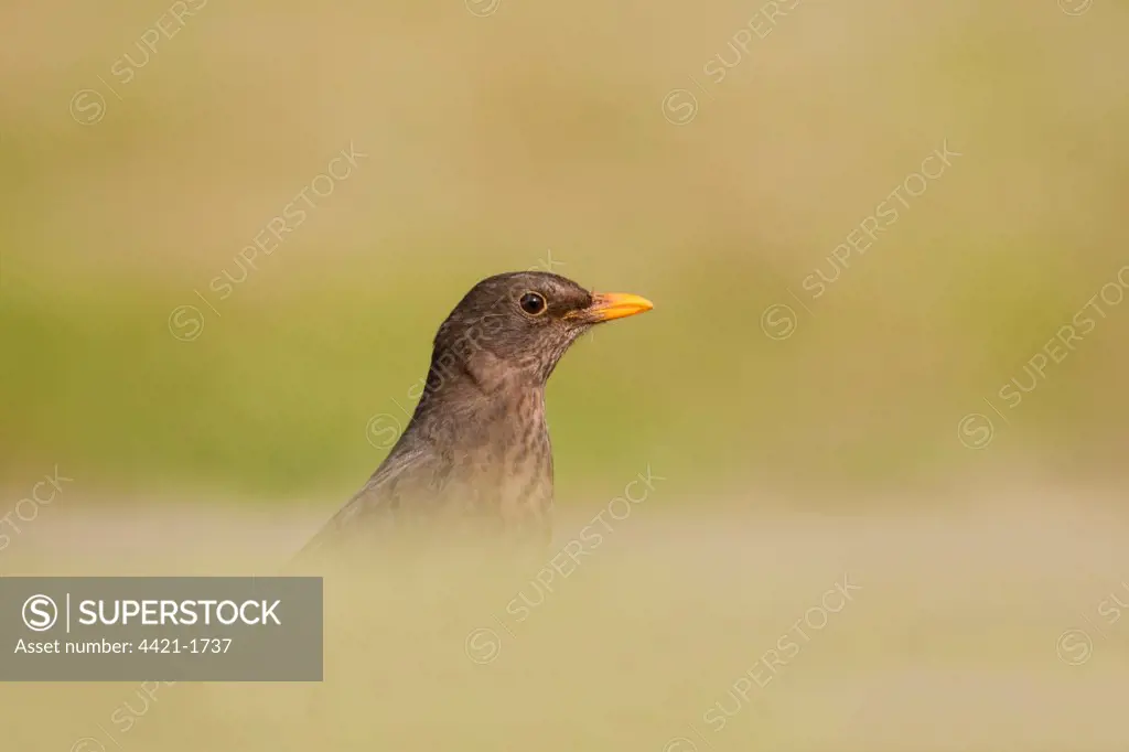 European Blackbird (Turdus merula) adult female, foraging on ground, England