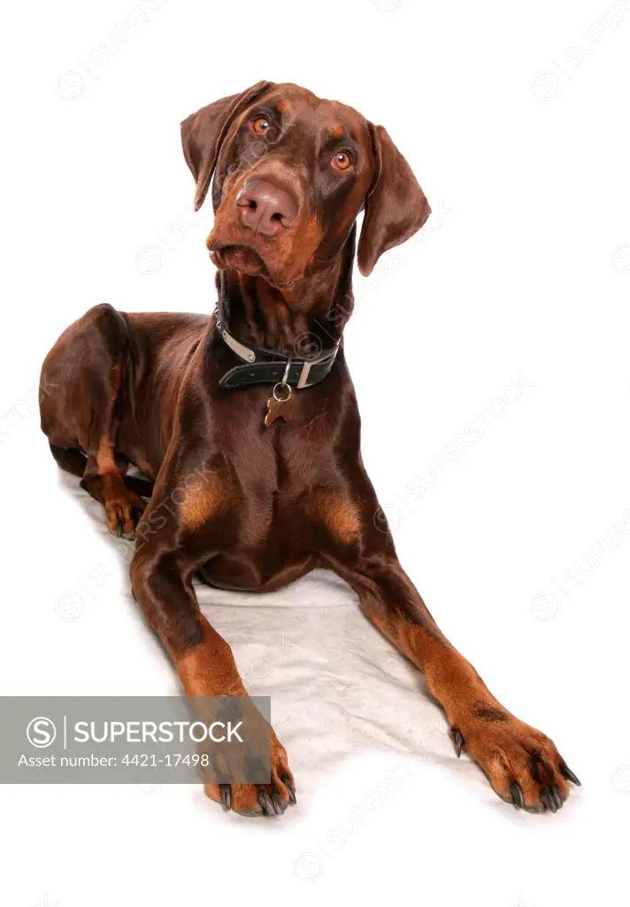Domestic Dog, Dobermann, brown adult male, with collar and tag, laying