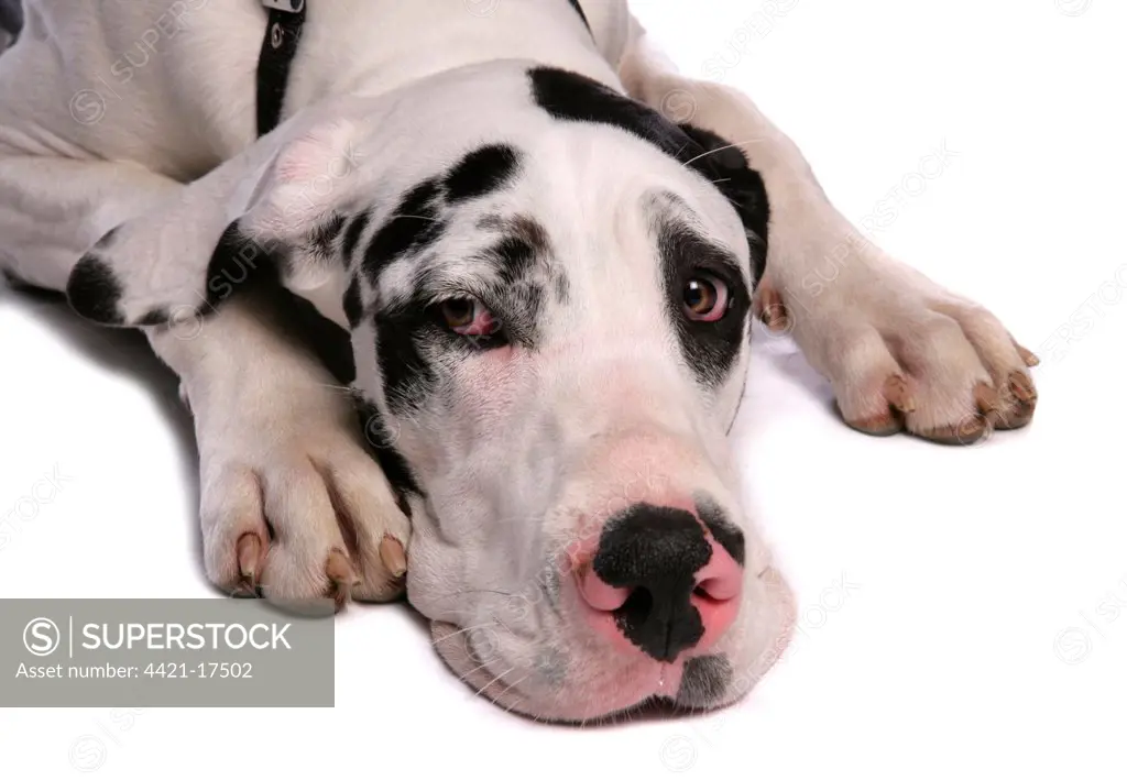 Domestic Dog, Great Dane, harlequin adult female, with collar, close-up of head, laying