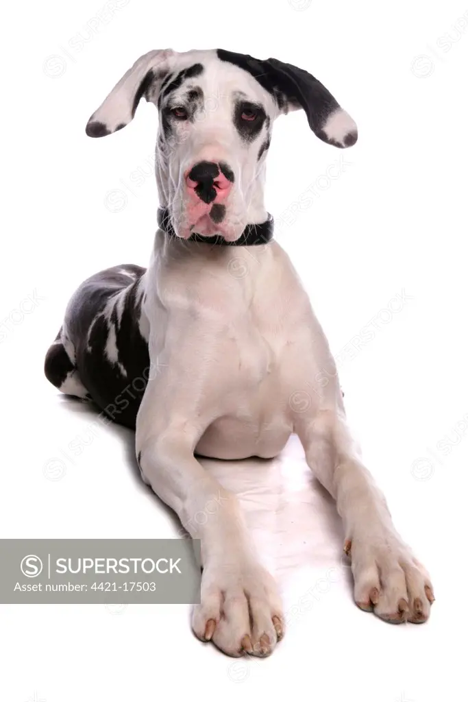 Domestic Dog, Great Dane, harlequin adult female, with collar, laying