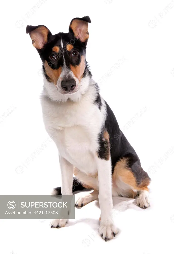 Domestic Dog, Smooth Collie, adult, sitting