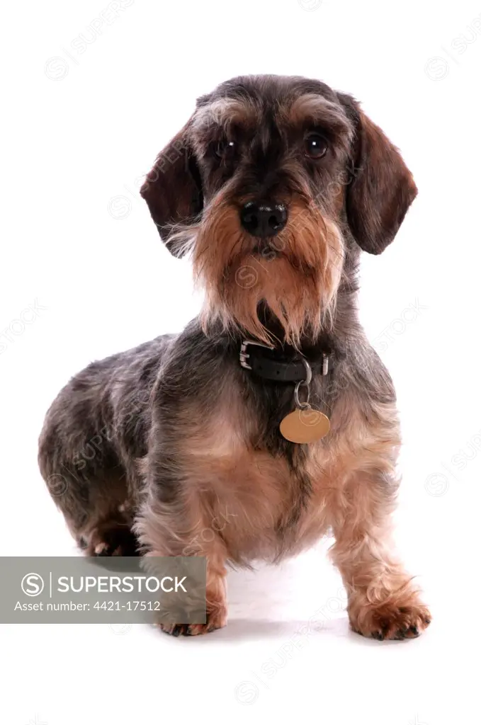 Domestic Dog, Grande Basset Griffon Vendeen, adult male, with collar and tag, sitting