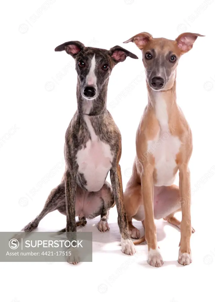 Domestic Dog, Whippet, two adults, sitting