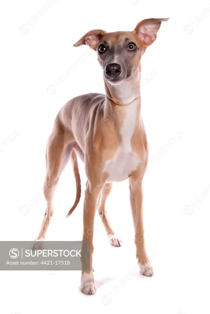 Domestic Dog, Whippet, adult, with collar, standing