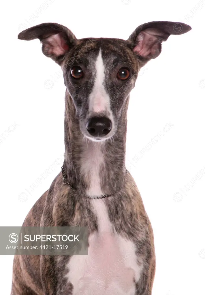 Domestic Dog, Whippet, adult, close-up of head