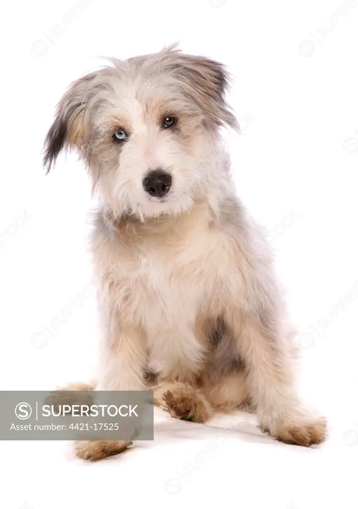 Domestic Dog, collie, female puppy, eye with 'Wall Eye' heterochromia, sitting