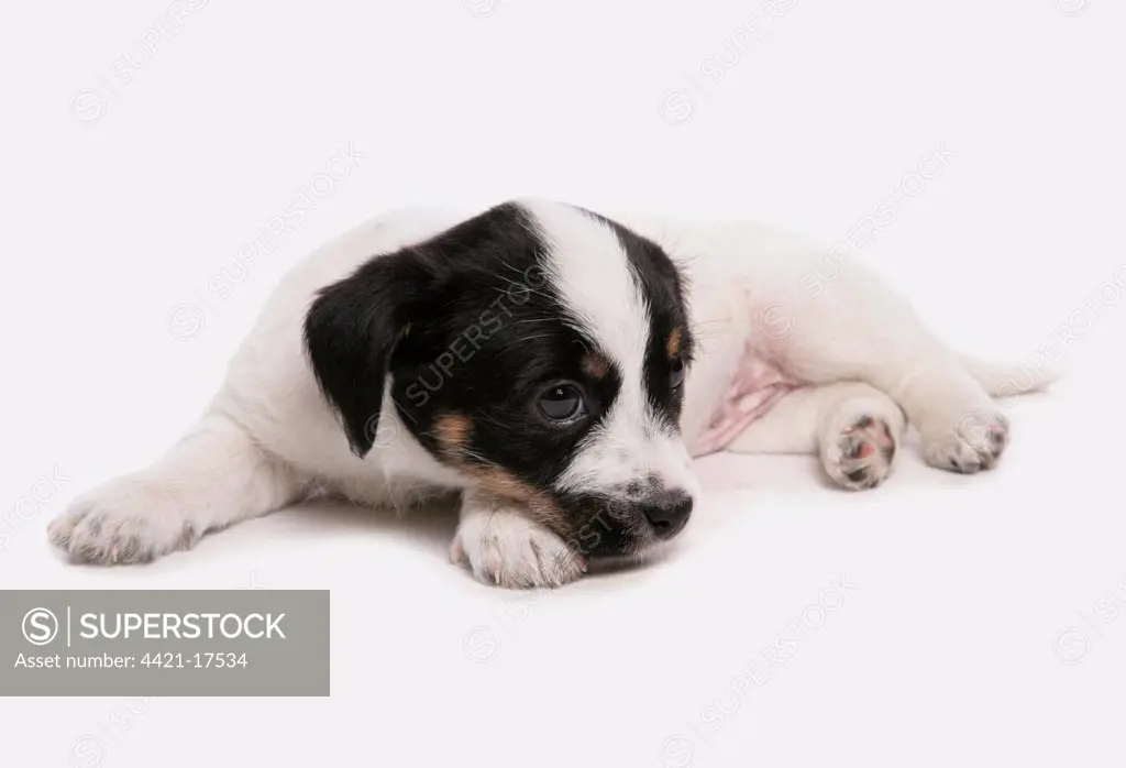Domestic Dog, Jack Russell Terrier, puppy, laying