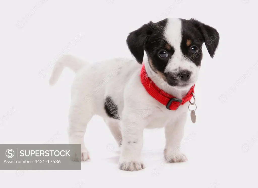 Domestic Dog, Jack Russell Terrier, puppy, with collar and tag, standing