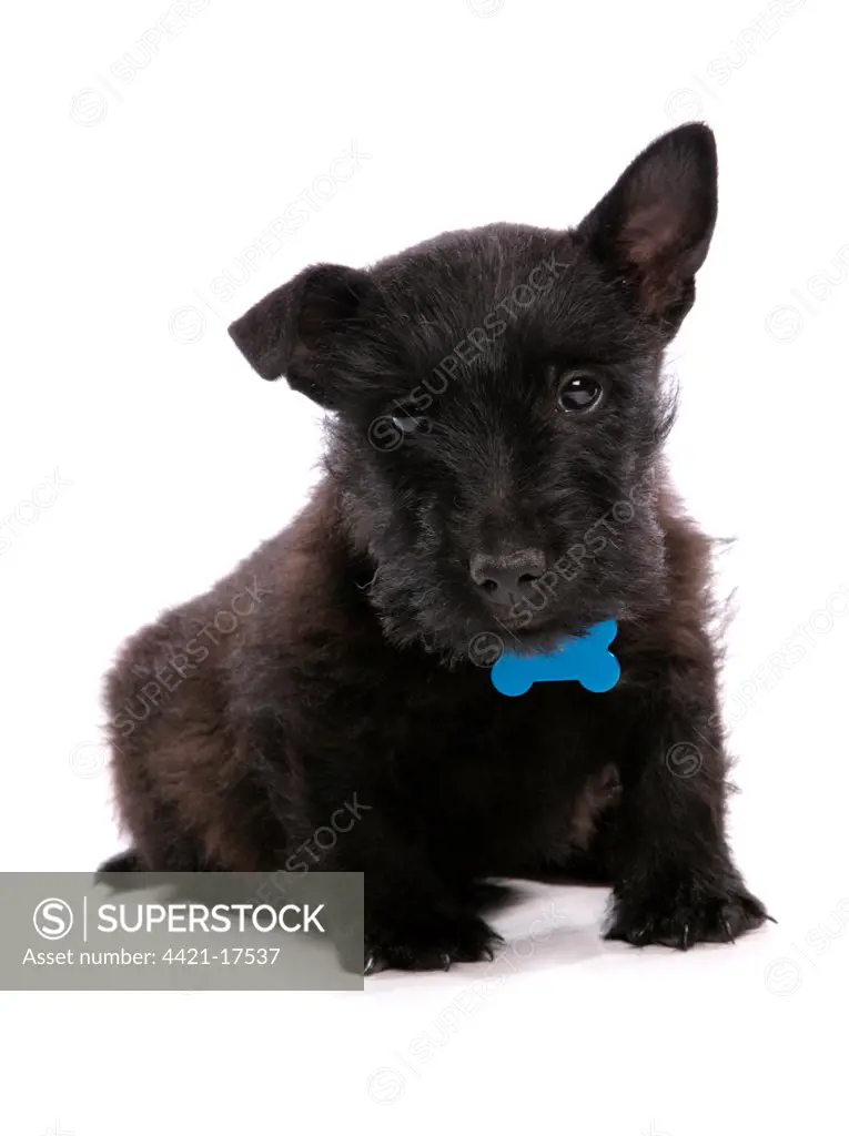 Domestic Dog, Scottish Terrier, puppy, with collar and tag, sitting