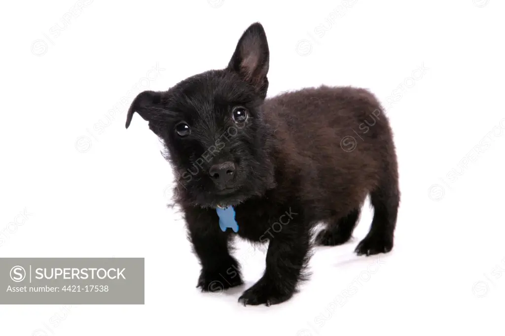 Domestic Dog, Scottish Terrier, puppy, with collar and tag, standing